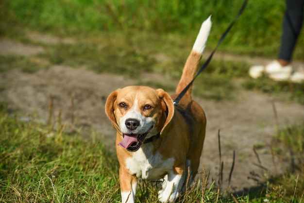 chien beagle marchant dans le parc