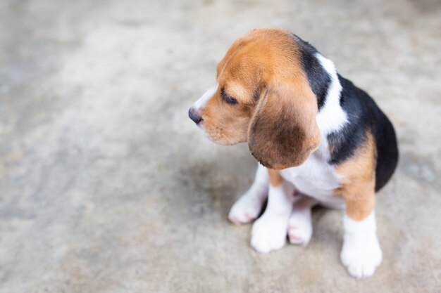 Chien Beagle mignon chiot assis sur le sol.