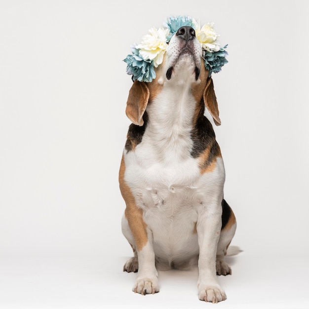 Chien beagle mignon avec une couronne de fleurs sur fond blanc. Portrait de printemps d'un chien.