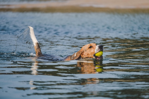 Photo un chien beagle nageant avec une balle de tennis un chien jouant sur la plage