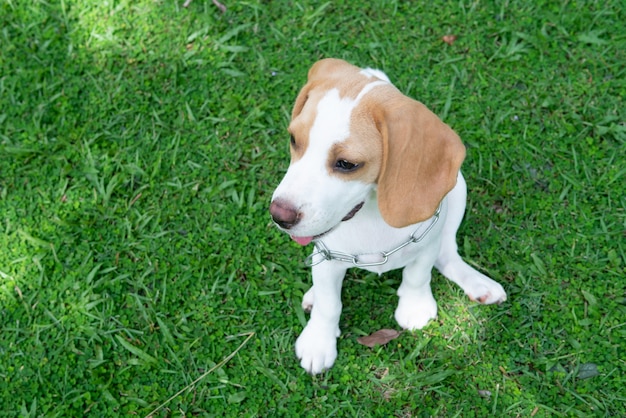 Photo chien beagle oreilles brunes assis sur la cour de l'herbe verte attendant que quelqu'un joue avec