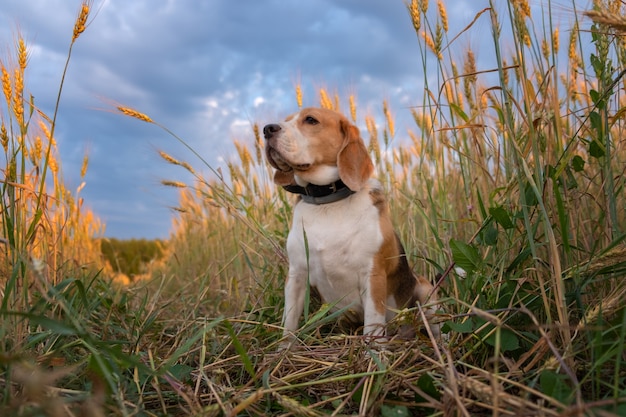 Chien Beagle parmi les oreilles de seigle un soir d'été au coucher du soleil