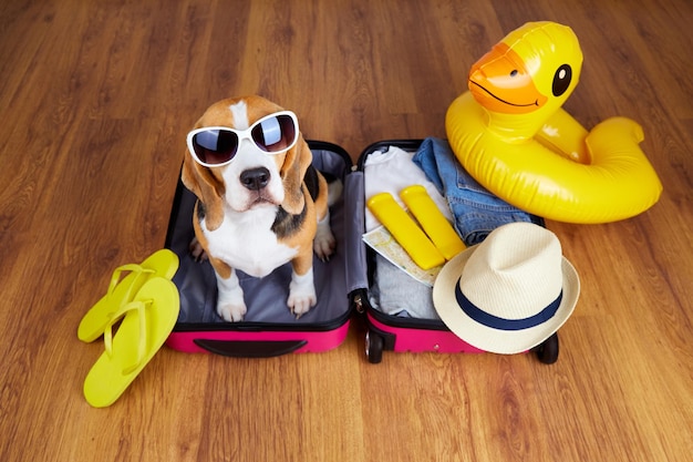 Photo un chien beagle portant des lunettes de soleil est assis dans une valise