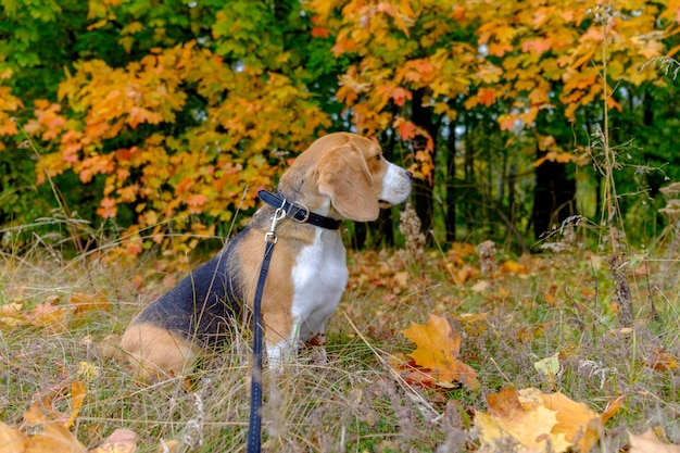 Photo chien beagle pour une promenade dans les bois