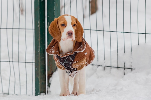 chien Beagle en promenade dans les bois d'hiver avec des flocons de neige blancs et des arbres recouverts de neige