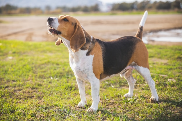 Chien beagle qui aboie