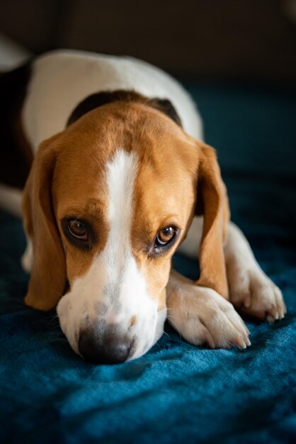 Un chien beagle de race pure allongé sur un canapé dans le salon.