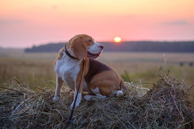 Chien Beagle sur un rouleau de foin dans un champ