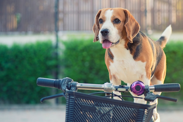 Chien Beagle se dresse face à un vélo avec un joli regard