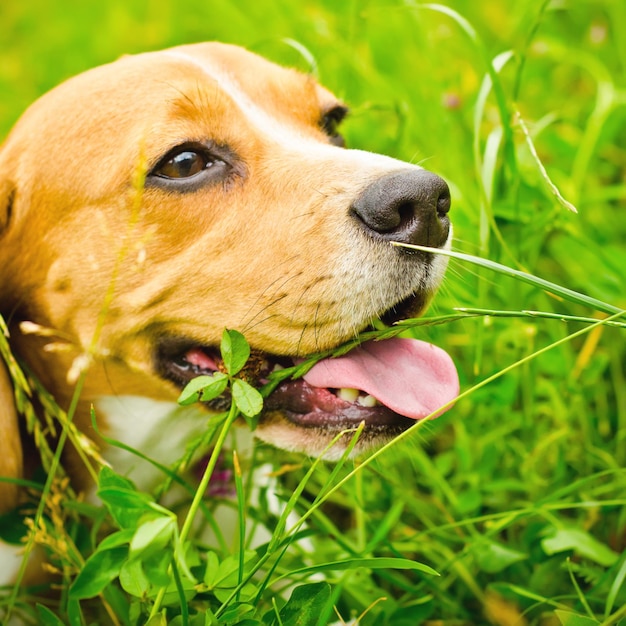 Chien Beagle