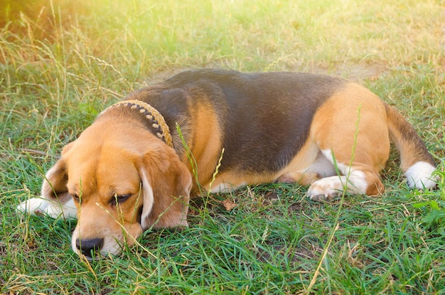 Chien Beagle