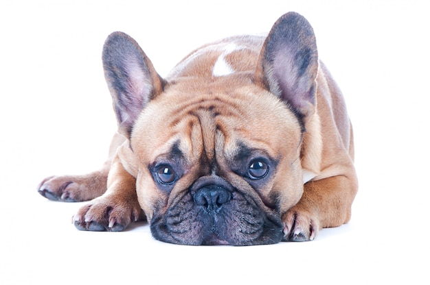 Photo chien, beau bouledogue français, rousse, isolé parfait sur fond blanc. haut niveau de race.