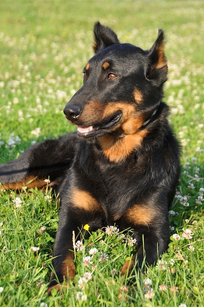 Chien Beauceron à l'extérieur sur le champ vert nature