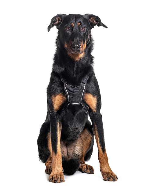 Chien beauceron avec harnais isolé sur blanc