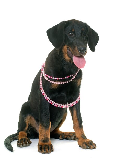 chien beauceron