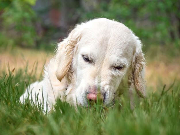 Chien de beauté Golden retriever sur l'herbe