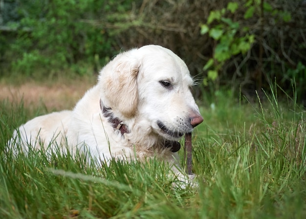 Chien de beauté Golden retriever sur l'herbe