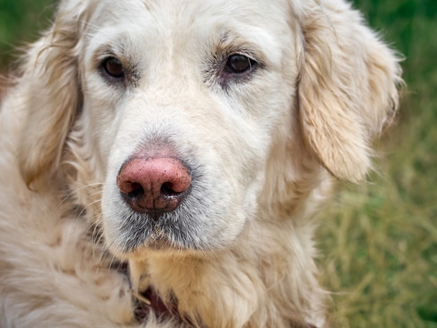 Chien de beauté Golden retriever