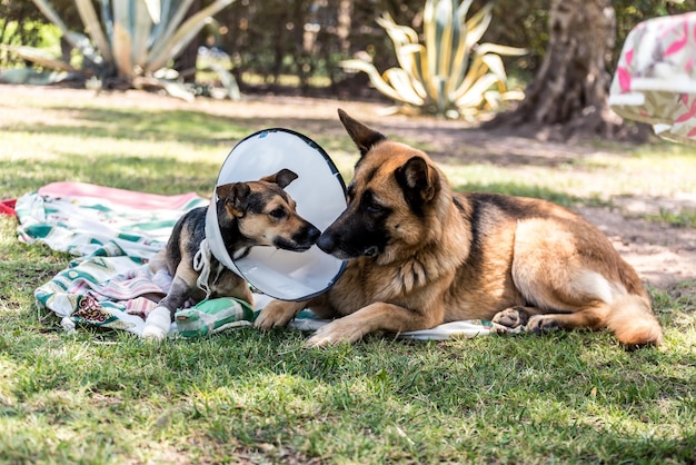 Chien de berger accompagnant un autre chien blessé avec un collier élisabéthain dans le parc