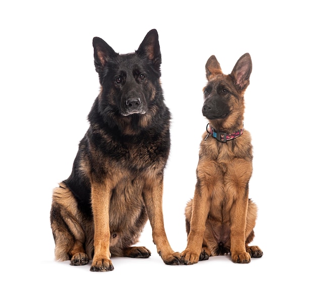 Chien berger allemand adulte assis et chiot berger allemand curieux