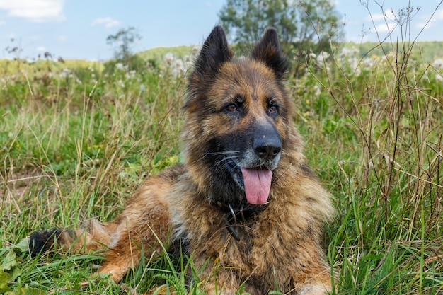 Chien de berger allemand allongé dans l'herbe un chien tirant la langue et regardant vers l'avant
