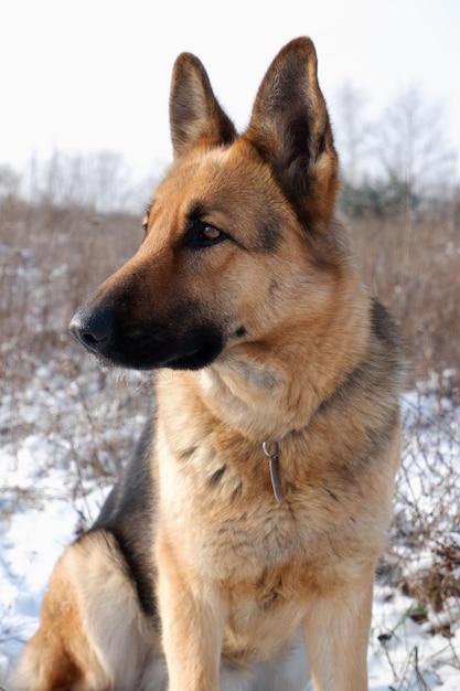 Chien berger allemand assis sur la neige blanche dans un champ