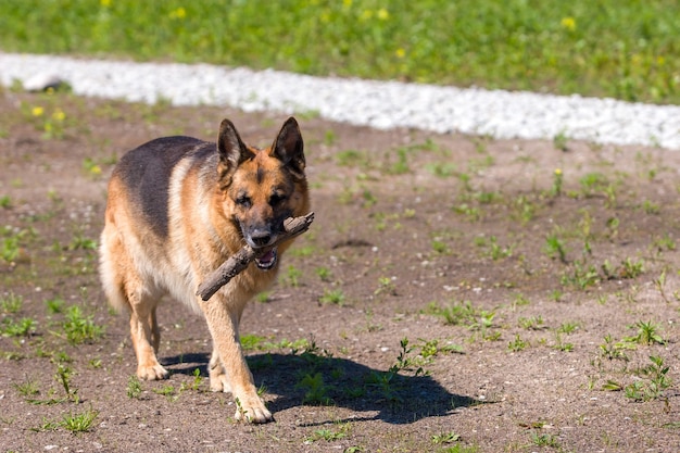 Le chien de berger allemand brun et noir porte le bâton dans sa bouche