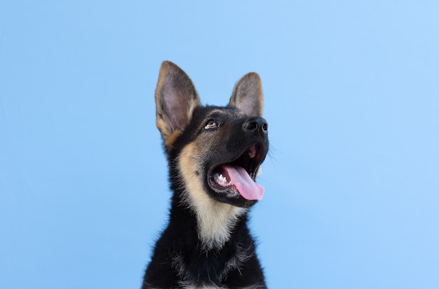 Chien berger allemand chiot bleu clair fond isolé.