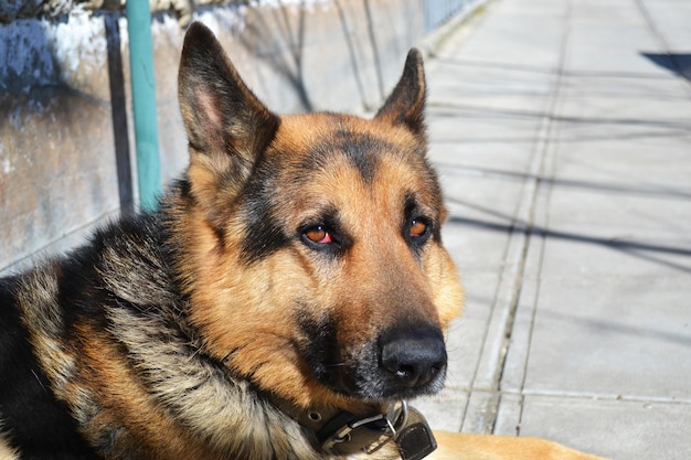 Chien de berger allemand dans la rue