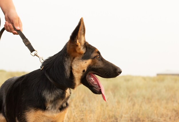 Chien de berger allemand dans la steppe.