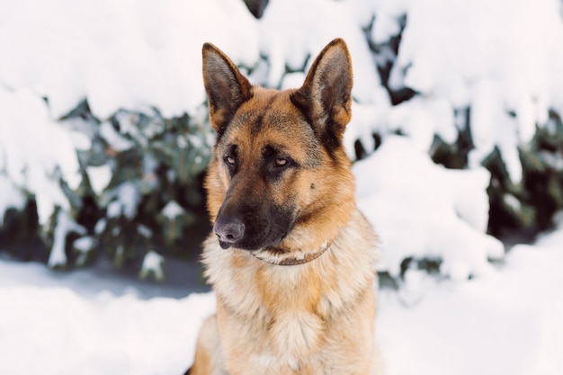 Chien de berger allemand, debout dans la neige