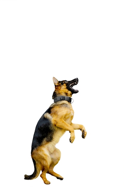 Chien de berger allemand debout avec les pattes arrière