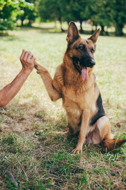 Chien de berger allemand donnant une patte