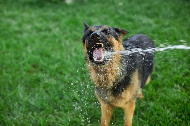 Chien de berger allemand espiègle essaie d'attraper l'eau du tuyau d'arrosage lors d'une chaude journée d'été à la maison de l'arrière-cour