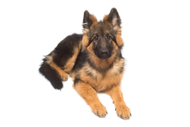 Chien de berger allemand moelleux isolé sur fond blanc. Le chiot est beau, drôle et attentionné. portrait, gros plan, assis