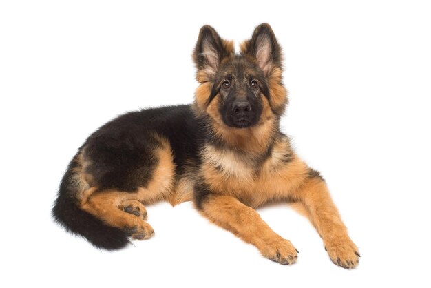 Chien de berger allemand moelleux isolé sur fond blanc. Le chiot est beau, drôle et attentionné. portrait, gros plan, assis