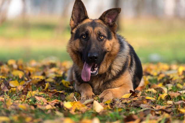 Chien de berger allemand portant sur l'herbe