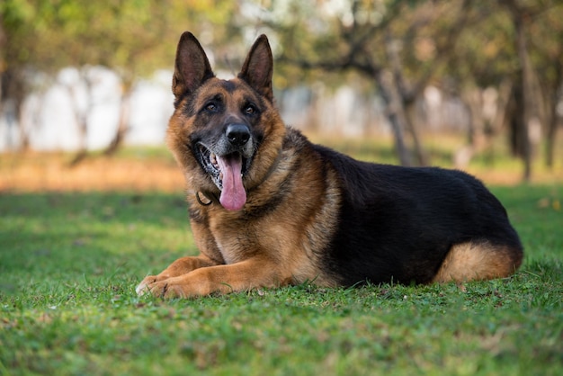 chien, berger allemand, regarder appareil-photo