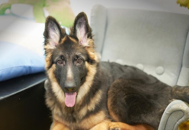 Chien de berger allemand regarder en arrière à la caméra s'asseoir sur une chaise avec la langue du sourire high angle view