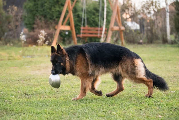 Chien de berger allemand tenant dans ses dents un bol pour manger