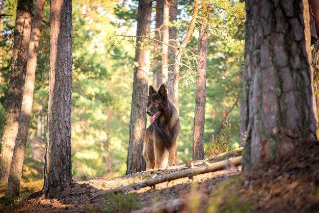 Photo chien berger allemand