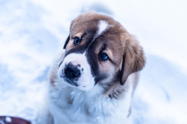 Chien de berger d'Asie centrale, chiots de berger asiatique en journée d'hiver