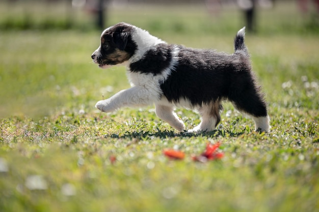 Chien de berger australien adorable dans l'herbe dehors