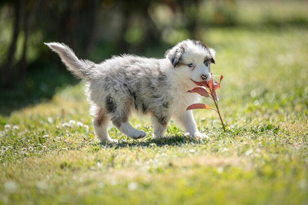 Chien de berger australien adorable dans l'herbe dehors