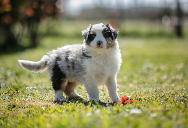 Chien de berger australien adorable dans l'herbe dehors