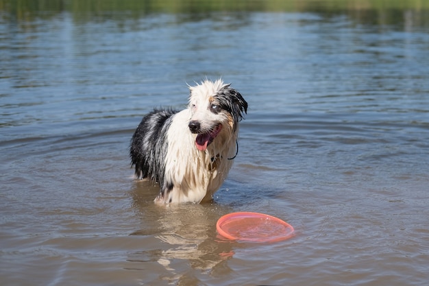 Chien de berger australien bleu merle attend de jouer avec une soucoupe volante en été de la rivière. Éclaboussure d'eau. Amusez-vous avec les animaux sur la plage. Voyagez avec des animaux de compagnie.