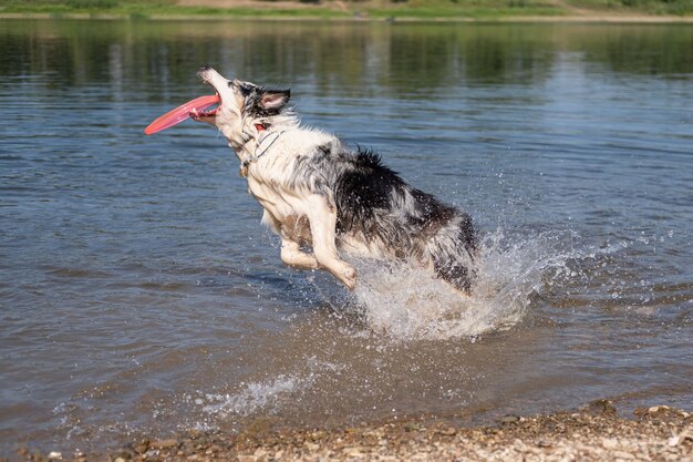 Chien de berger australien bleu merle joue et saute avec une soucoupe volante en été de la rivière. Éclaboussure d'eau. Amusez-vous avec les animaux sur la plage. Voyagez avec des animaux de compagnie.