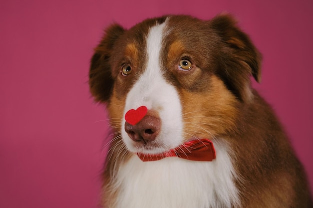 Chien de berger australien porte un nœud papillon et a un coeur rouge sur le nez Concept de la Saint-Valentin Carte postale