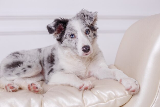 Chien de berger australien