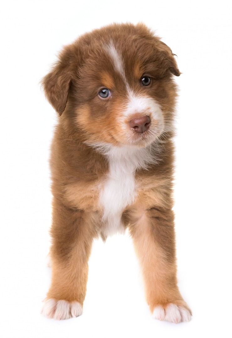 Photo chien de berger australien